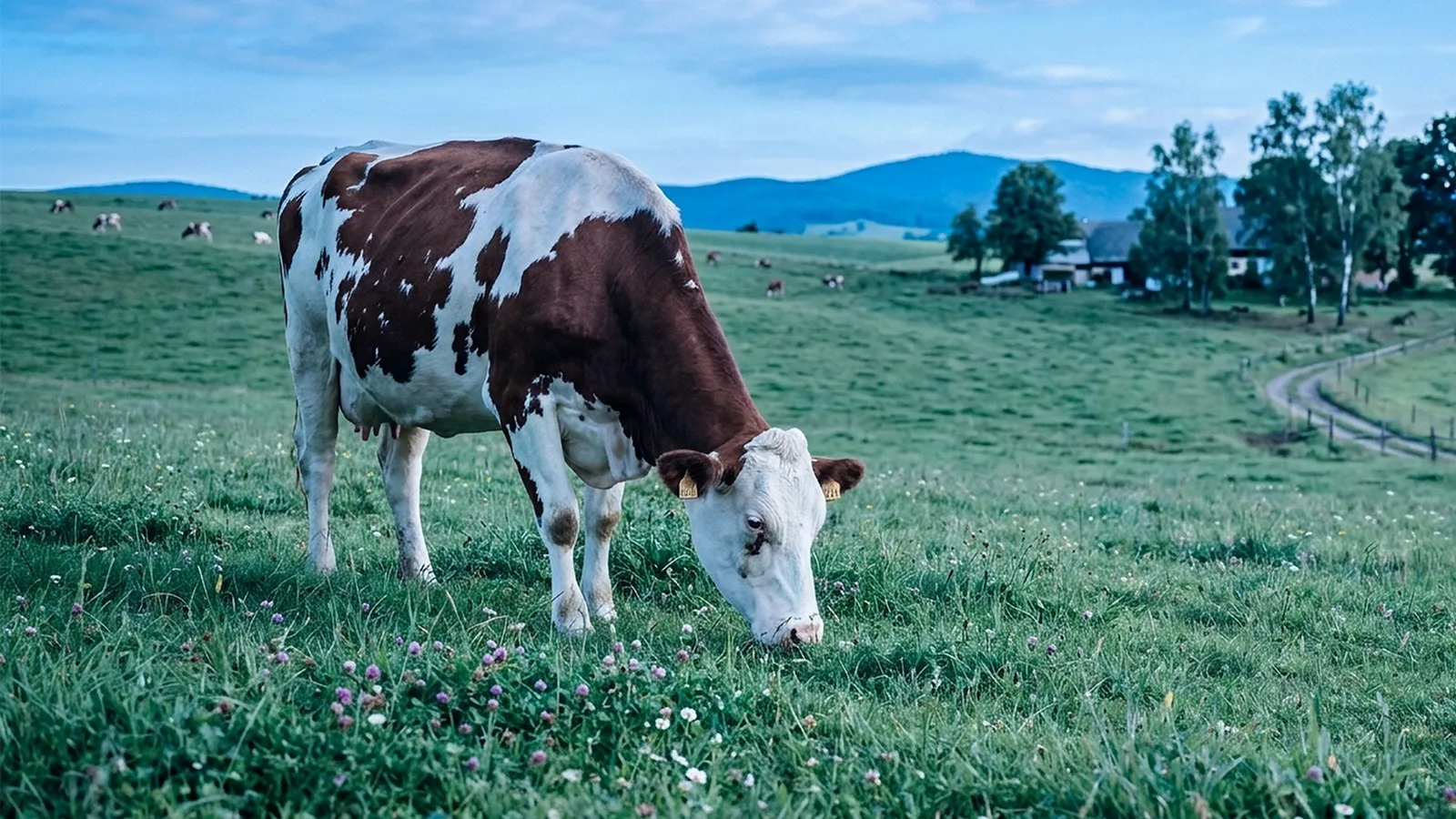 Animal health facility